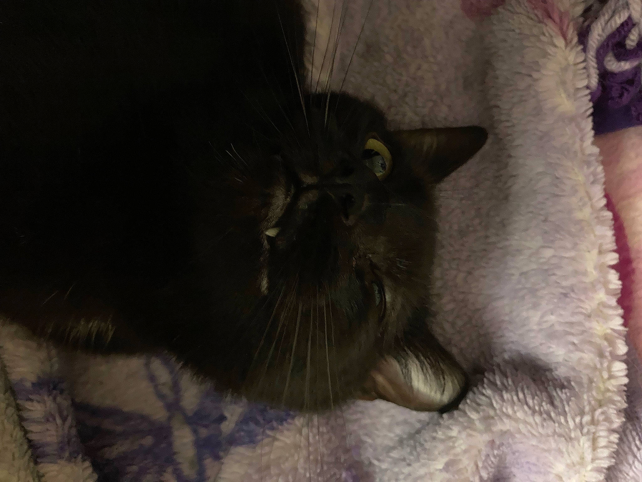 Koda joined the competition — help win amazing prizes! black_cat, carnivore, cat, claw, comfort, domestic_short_haired_cat, felidae, fur, grey, small_to_medium_sized_cats, tail, terrestrial_animal, whiskers