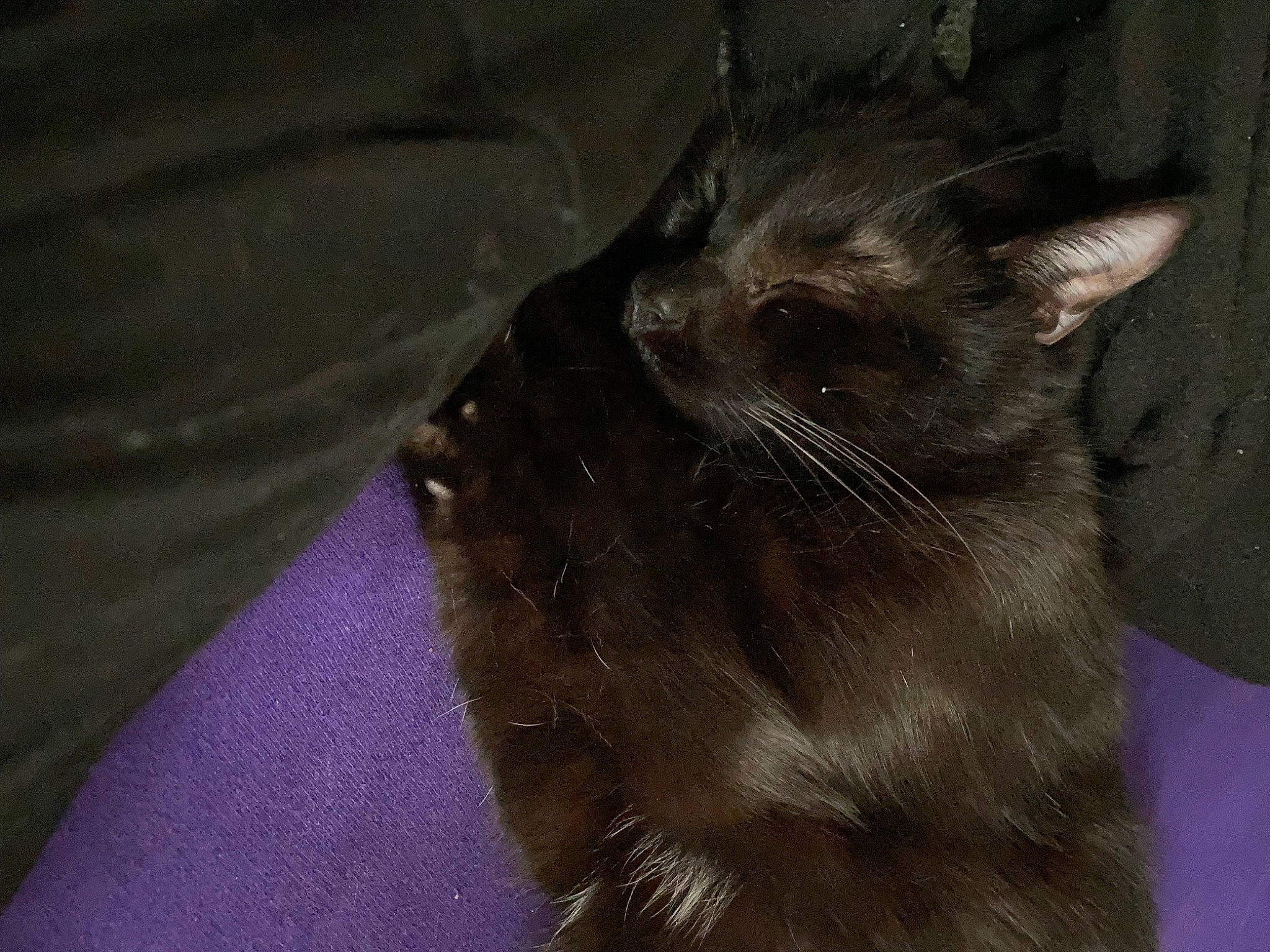 Koda joined the competition — help win amazing prizes! black_cat, brown, carnivore, cat, domestic_short_haired_cat, felidae, fur, grey, small_to_medium_sized_cats, snout, tail, terrestrial_animal, whiskers, window