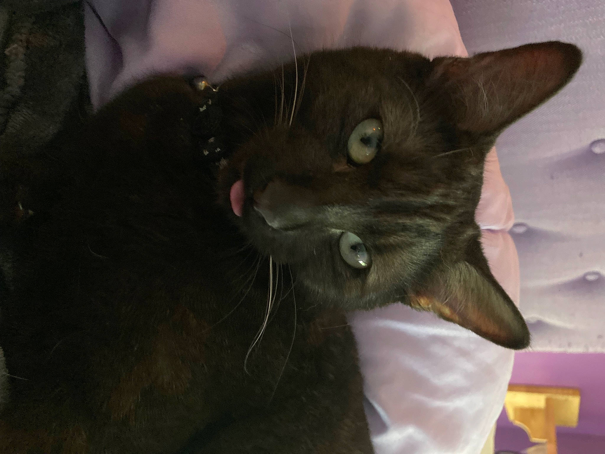 Kenai is registered to the contest to win money with this photo: black_cat, bombay, carnivore, cat, claw, comfort, domestic_short_haired_cat, ear, felidae, fur, havana_brown, small_to_medium_sized_cats, snout, terrestrial_animal, whiskers