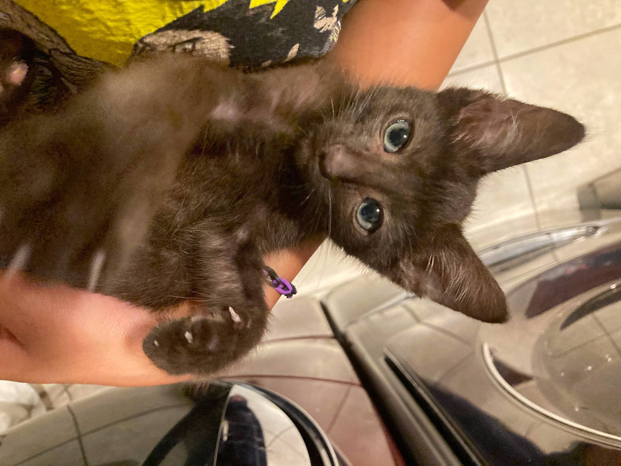 Kenai is registered to the contest to win money with this photo: automotive_lighting, automotive_mirror, black_cat, car, carnivore, cat, dog_breed, domestic_short_haired_cat, ear, fawn, felidae, fur, gesture, personal_luxury_car, plant, small_to_medium_sized_cats, snout, vehicle, whiskers, windshield