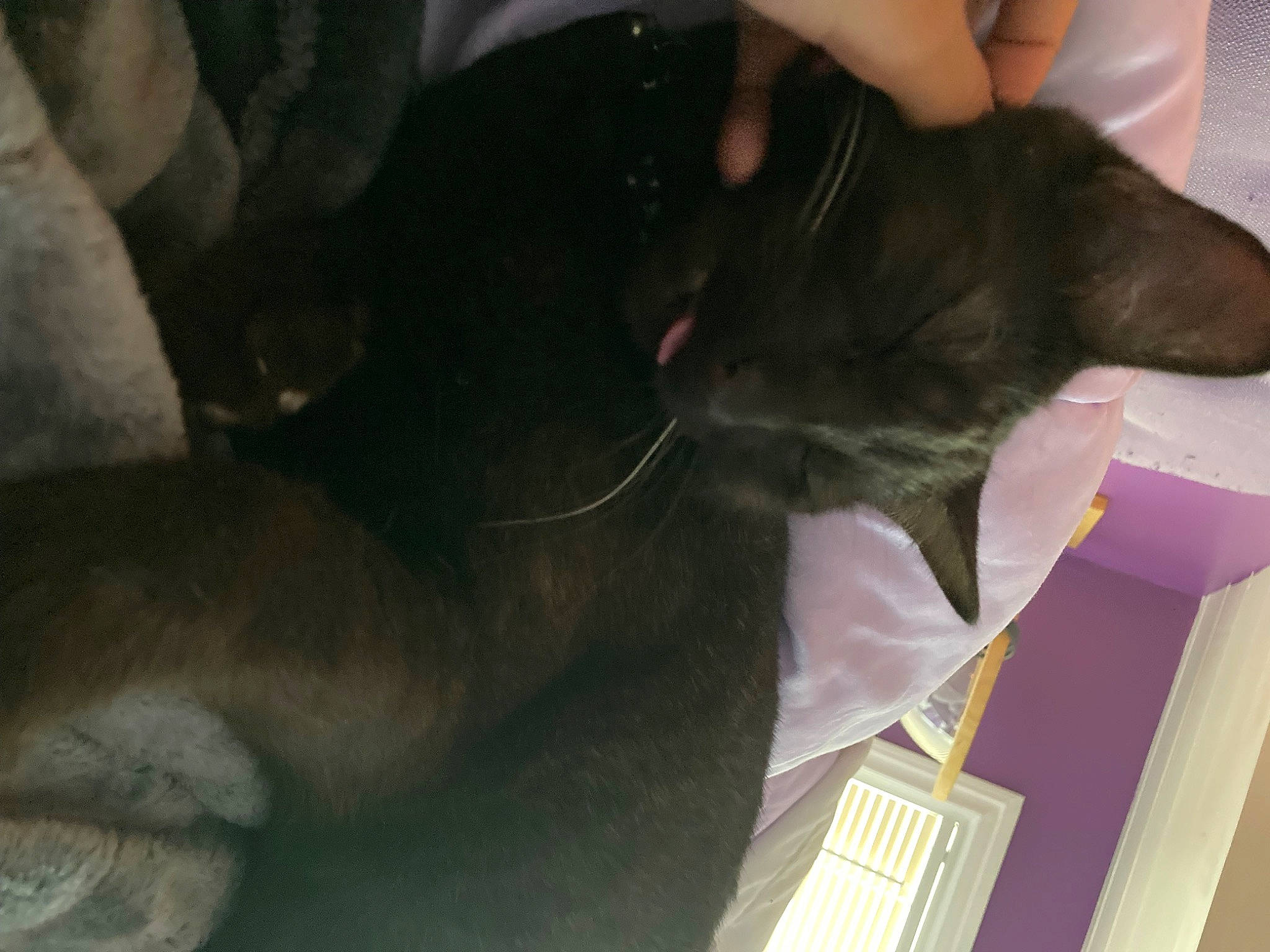 Kenai joined the competition — help win amazing prizes! carnivore, collar, comfort, companion_dog, dog, dog_breed, domestic_short_haired_cat, ear, fawn, felidae, fur, gesture, human_leg, liver, small_to_medium_sized_cats, snout, sporting_group, tail, whiskers, working_animal