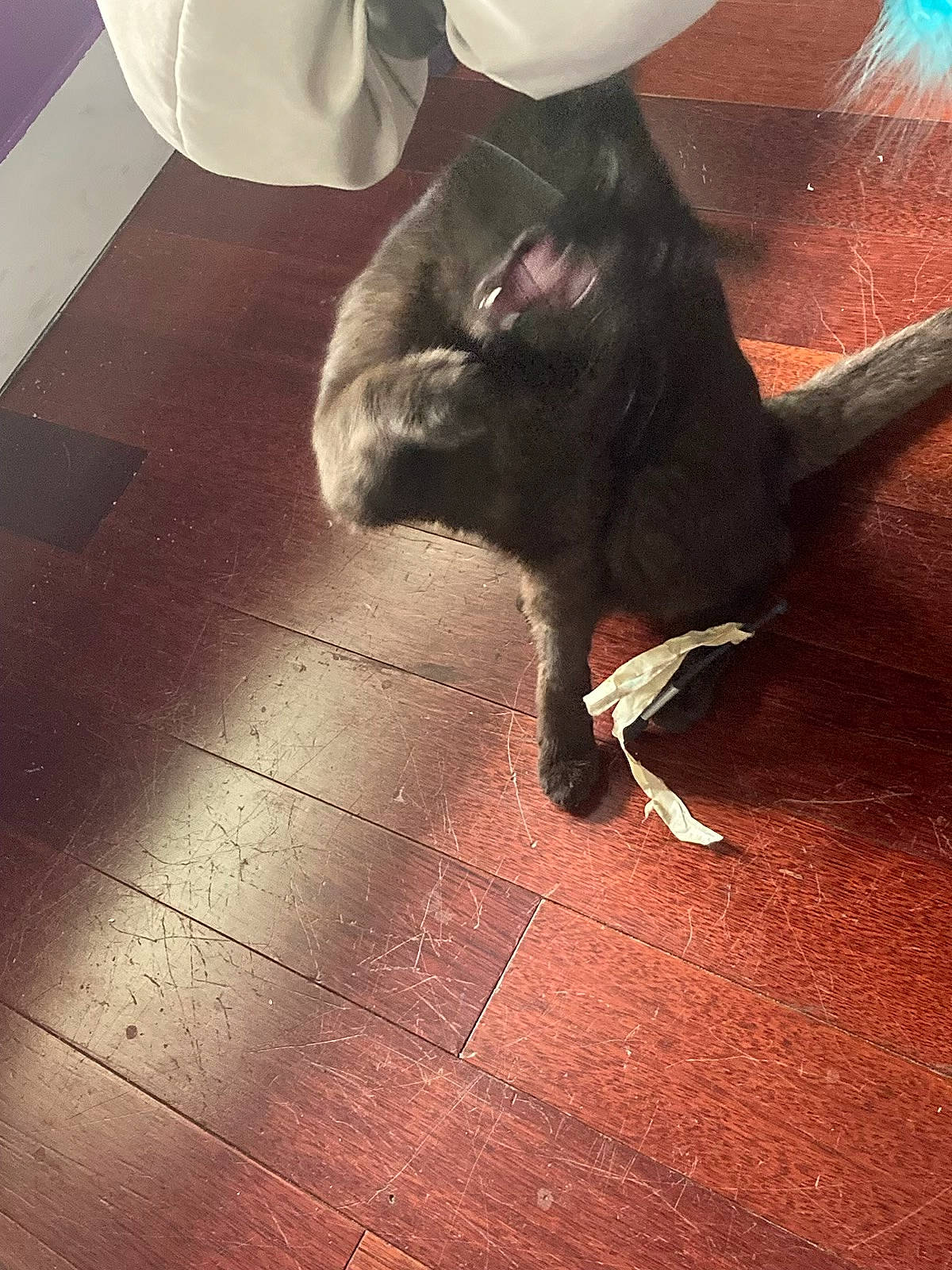 Kenai joined the competition — help win amazing prizes! black_cat, carnivore, cat, comfort, dog_breed, domestic_short_haired_cat, fawn, felidae, floor, flooring, hardwood, human_leg, metal, plant, small_to_medium_sized_cats, snout, tail, tints_and_shades, whiskers, wood