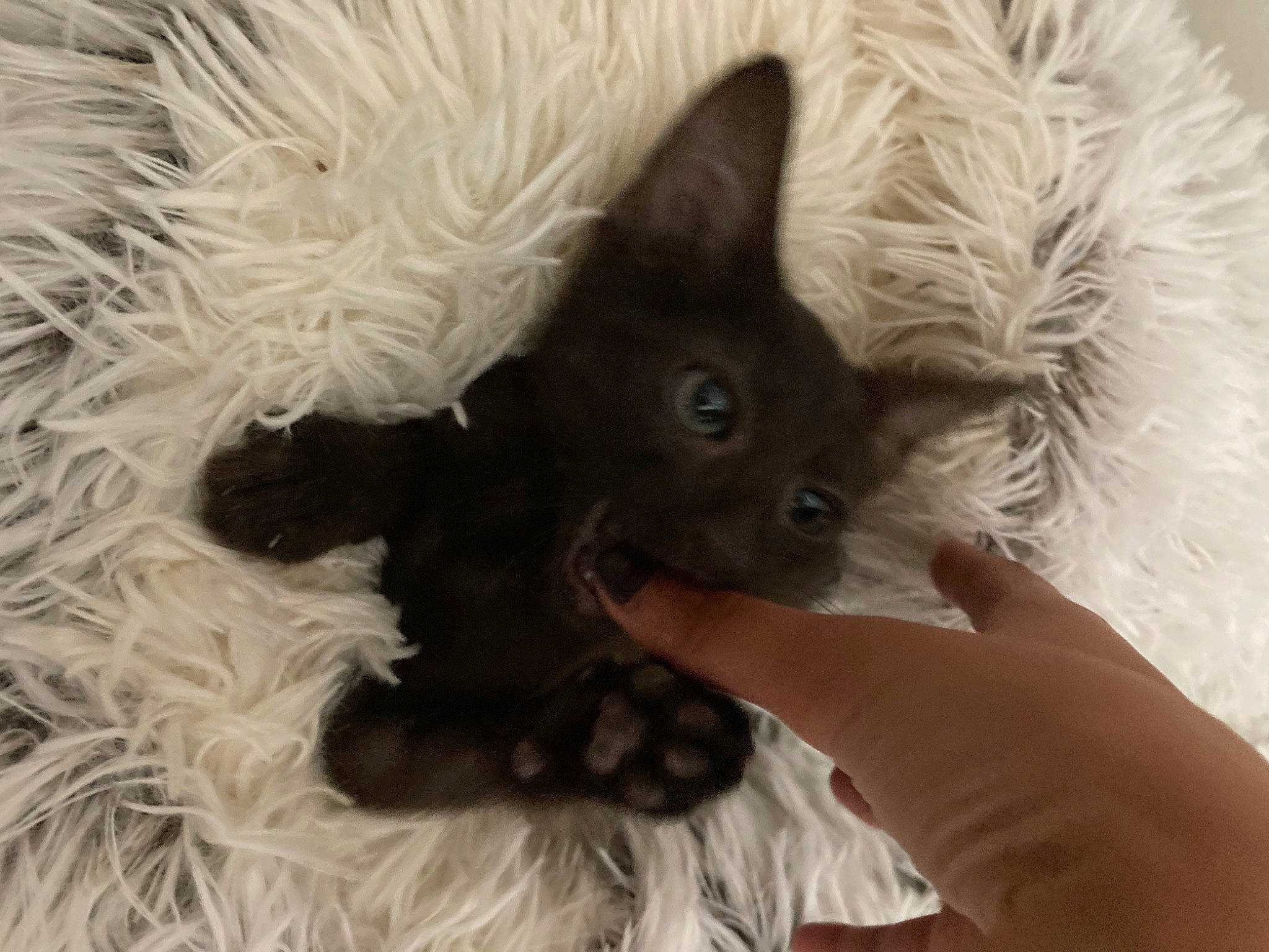 Kenai is registered to the contest to win money with this photo: black_cat, carnivore, cat, cat_supply, claw, comfort, dog_breed, fawn, felidae, fur, paw, small_to_medium_sized_cats, snout, tail, whiskers, working_animal