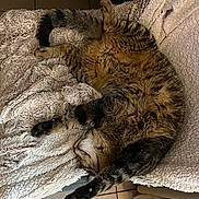 Ricky a rejoint le concours — aidez-le/la à gagner de superbes lots ! animal, cat, comfort, cozy, cute, feline, fluffy_blanket, fur, home, indoor, napping, paw, pet, relaxing, resting, sleeping, stretching, tabby, tail, tile_floor