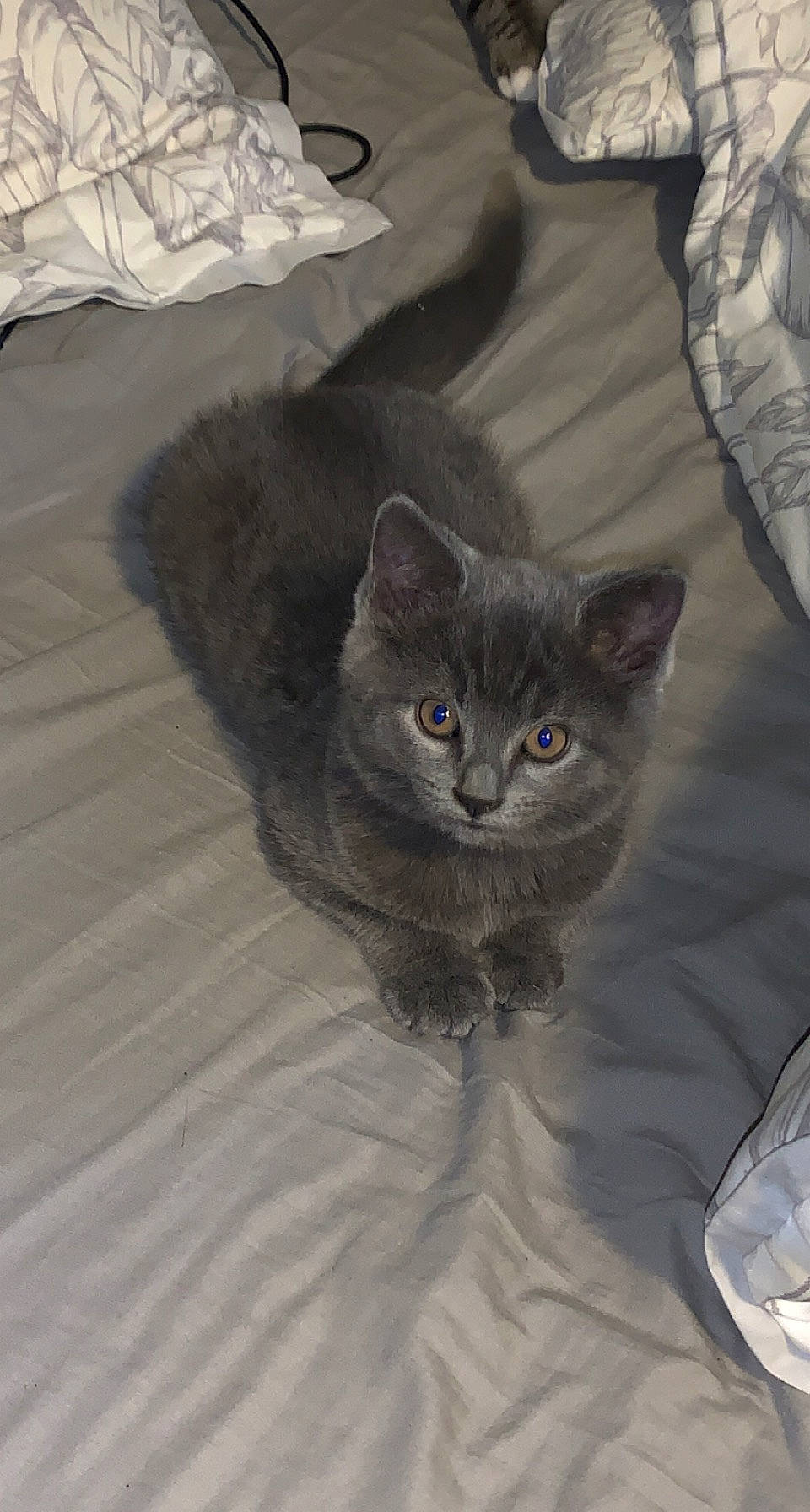 Nova is registered to the contest to win money with this photo: black_cat, carnivore, cat, comfort, domestic_short_haired_cat, felidae, fur, grey, plastic_bag, russian_blue, small_to_medium_sized_cats, snout, tail, whiskers, window