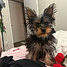 dog, yorkshire_terrier, puppy, small_dog, fluffy, long_hair, black_and_tan, sitting, portrait, pet, indoors, bedroom, bed, blanket, roses, red_flowers, bedding, face, ears, home