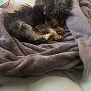 Snow White is registered to the contest to win money with this photo: dog, small_dog, sleeping, curled_up, blanket, gray_blanket, bed, cozy, pet, fur, long_hair, black_and_tan, puppy, resting, indoors, home, cute, relaxed, snuggled, portrait