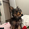 dog, yorkshire_terrier, puppy, small_dog, wet_fur, scruffy, black_and_tan, ears, snout, eyes, pet, bed, blanket, red_roses, bedroom, indoor, portrait, sitting, home, photography