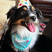 Kratos is registered to the contest to win money with this photo: dog, birthday, party_hat, bandana, black_and_white_dog, tongue_out, happy, pet, indoor, chair, celebration, fur, animal, cute, smiling, close_up, canine, excited, domestic_animal, portrait