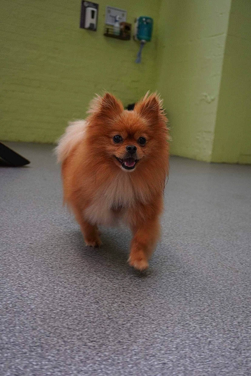 Hendrix is registered to the contest to win money with this photo: canidae, carnivore, companion_dog, dog, dog_breed, dog_supply, fawn, flooring, fur, german_spitz, liver, pomeranian, snout, spitz, sporting_group, tail, terrestrial_animal, toy_dog, whiskers, working_animal