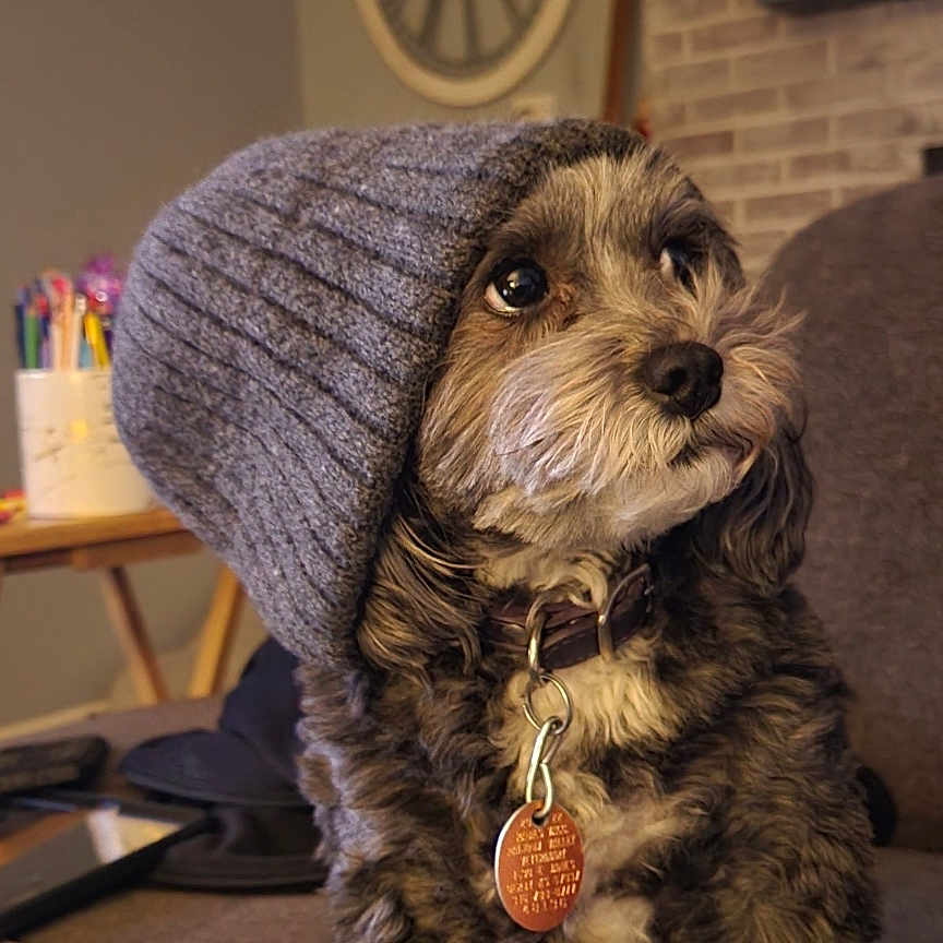 Penny joined the competition — help win amazing prizes! animal, architecture, beanie, building, canine, cap, clothing, couch, dog, furniture, hat, indoors, knitwear, machine, person, pet, puppy, spoke, sweater, terrier