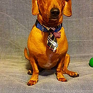 Pooky participe au concours pour gagner de l'argent avec cette photo : animal, brown, canine, collar, couch, cute, dachshund, dog, domestic_animal, ears, fur, furniture, indoor, looking_at_camera, pet, portrait, short_legs, sitting, snout, tie