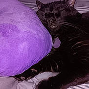 Onyx is registered to the contest to win money with this photo: animal, bed, black_cat, cat, claws, close_up, collar, cozy, fur, indoor, pet, pillow, purple_pillow, relaxation, resting, sleeping, soft_texture, striped_bed_sheet, tag, whiskers