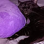 animal, bed, black_cat, cat, claws, close_up, collar, cozy, fur, indoor, pet, pillow, purple_pillow, relaxation, resting, sleeping, soft_texture, striped_bed_sheet, tag, whiskers