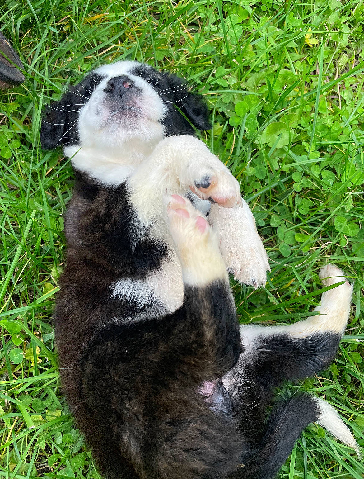 Flower joined the competition — help win amazing prizes! canidae, companion_dog, dog_breed, fawn, felidae, foot, fur, grass, grassland, groundcover, herb, paw, plant, snout, sporting_group, tail, terrestrial_animal, whiskers, wildlife, wildlife_biologist