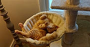 Andy is registered to the contest to win money with this photo: cat, orange_tabby, sleeping, cat_tree, hammock, lamp, window, snow, indoor, wood_floor, cozy, pet, fur, relaxed, home, furniture, resting, cute, animal, domestic