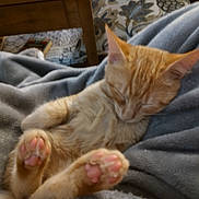 Andy is registered to the contest to win money with this photo: kitten, orange_cat, sleeping, paws, pink_pads, blanket, cozy, indoor, furniture, table, cushion, patterned, resting, cute, pet, animal, fur, relaxing, soft, home