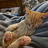 kitten, orange_cat, sleeping, paws, pink_pads, blanket, cozy, indoor, furniture, table, cushion, patterned, resting, cute, pet, animal, fur, relaxing, soft, home