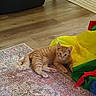 Andy is registered to the contest to win money with this photo: cat, orange_tabby, curious, indoor, rug, wooden_floor, colorful, fabric, inflatable, pet_crate, domestic, animal, feline, resting, playful, young_cat, looking_at_camera, cozy, home, floor