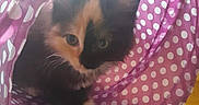 Toonces joined the competition — help win amazing prizes! kitten, cat, calico, polka_dot, tunnel, pet, animal, curious, indoor, soft_light, cute, feline, playful, fur, whiskers, paws, small, young, domestic_cat, exploring