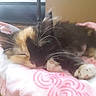 Toonces joined the competition — help win amazing prizes! kitten, cat, sleeping, calico, pet, animal, fur, whiskers, paw, blanket, pink, cozy, indoors, cute, resting, soft, young, domestic_animal, feline, relaxation