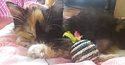 Toonces joined the competition — help win amazing prizes! ball, blanket, calico, cat, cozy, cute, feathers, fur, furry, indoor, kitten, paw, pet, pink, resting, sleeping, small, soft, toy, whiskers