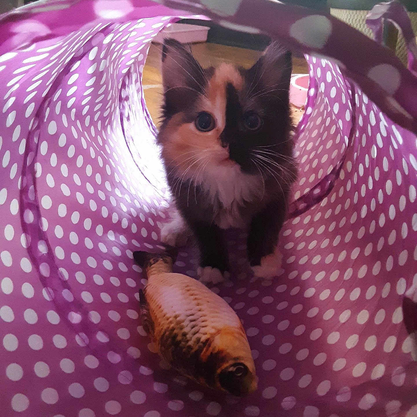 Toonces