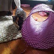 Toonces joined the competition — help win amazing prizes! kitten, cat, indoor, toy, purple, polka_dot, tunnel, floor, wooden_floor, rug, pet, feline, curious, animal, home, play, small, furry, calico, cute