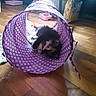 Toonces joined the competition — help win amazing prizes! kitten, cat, purple_tunnel, polka_dot, floor, wooden_floor, indoor, pet_toy, pet_bowl, cat_food, playful, curled_up, small_cat, houseplant, container, bag, cozy, animal, pet, relaxing