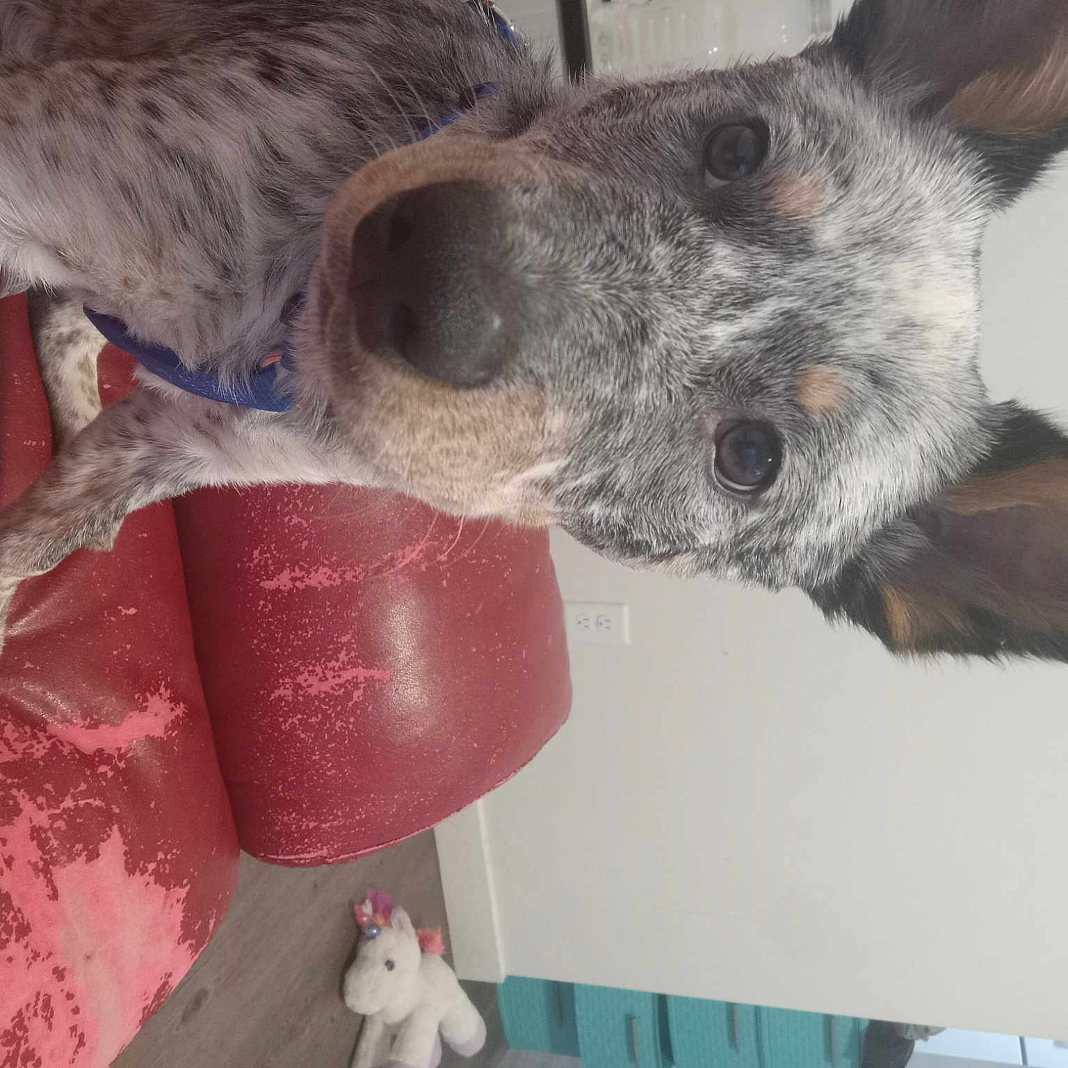 Cozmo is registered to the contest to win money with this photo: canidae, carnivore, collar, companion_dog, dog_breed, ear, fur, snout, sporting_group, terrestrial_animal, toy, whiskers, working_animal