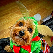 Chewy joined the competition — help win amazing prizes! dog, costume, green, red_bow, ears, pet, cute, furry, face, eyes, indoor, wooden_floor, holiday, festive, animal, portrait, small_dog, looking_up, adorable, canine