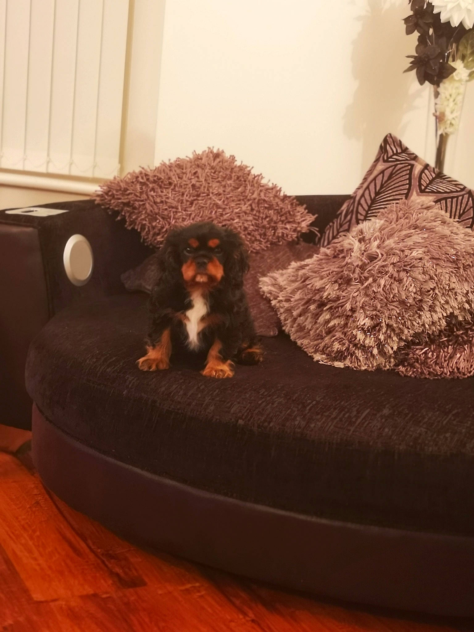 Louis joined the competition — help win amazing prizes! bed, brown, canidae, carnivore, cockapoo, companion_dog, couch, dog, dog_bed, dog_breed, dog_supply, furniture, home, house, poodle, puppy, spaniel, spanish_water_dog, sporting_group, toy_poodle