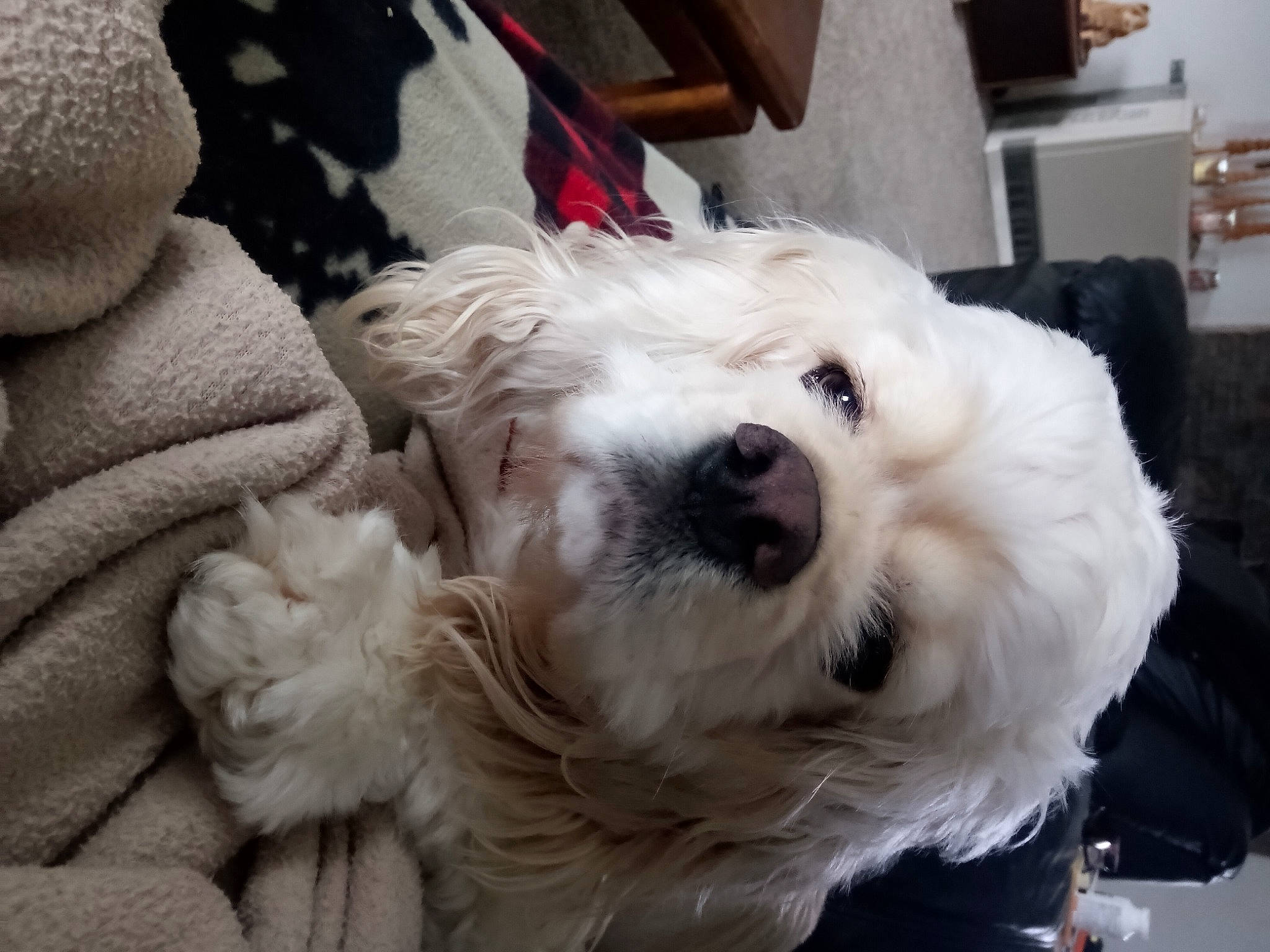 Baby is registered to the contest to win money with this photo: carnivore, collar, comfort, companion_dog, dog, dog_breed, dog_collar, eyewear, fur, labradoodle, puppy, puppy_love, small_terrier, snout, sporting_group, sunglasses, terrier, toy_dog, whiskers, working_animal