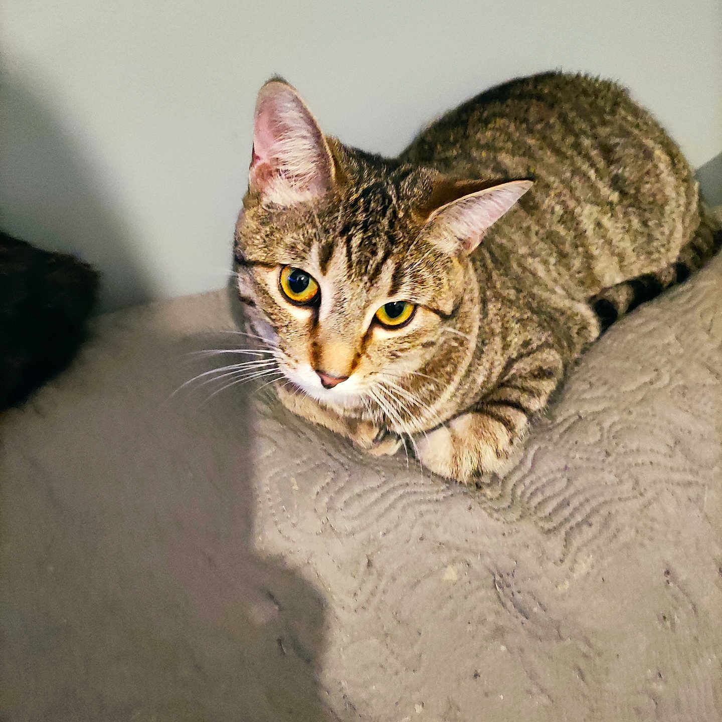 Florence Collas participe au concours pour gagner de l'argent avec cette photo : animal, cat, closeup, curious, cute, domestic, ears, feline, fur, indoor, looking, lying_down, mammal, pet, resting, shadow, tabby, texture, whiskers, yellow_eyes