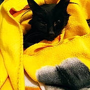 Charlot a rejoint le concours — aidez-le/la à gagner de superbes lots ! black_cat, cat, pet, animal, blanket, yellow_blanket, cozy, indoor, fur, whiskers, cute, resting, domestic_cat, warmth, soft_texture, folded_blanket, relaxation, feline, snuggled, comfort