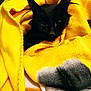 animal, black_cat, blanket, cat, comfort, cozy, cute, domestic_cat, feline, folded_blanket, fur, indoor, pet, relaxation, resting, snuggled, soft_texture, warmth, whiskers, yellow_blanket