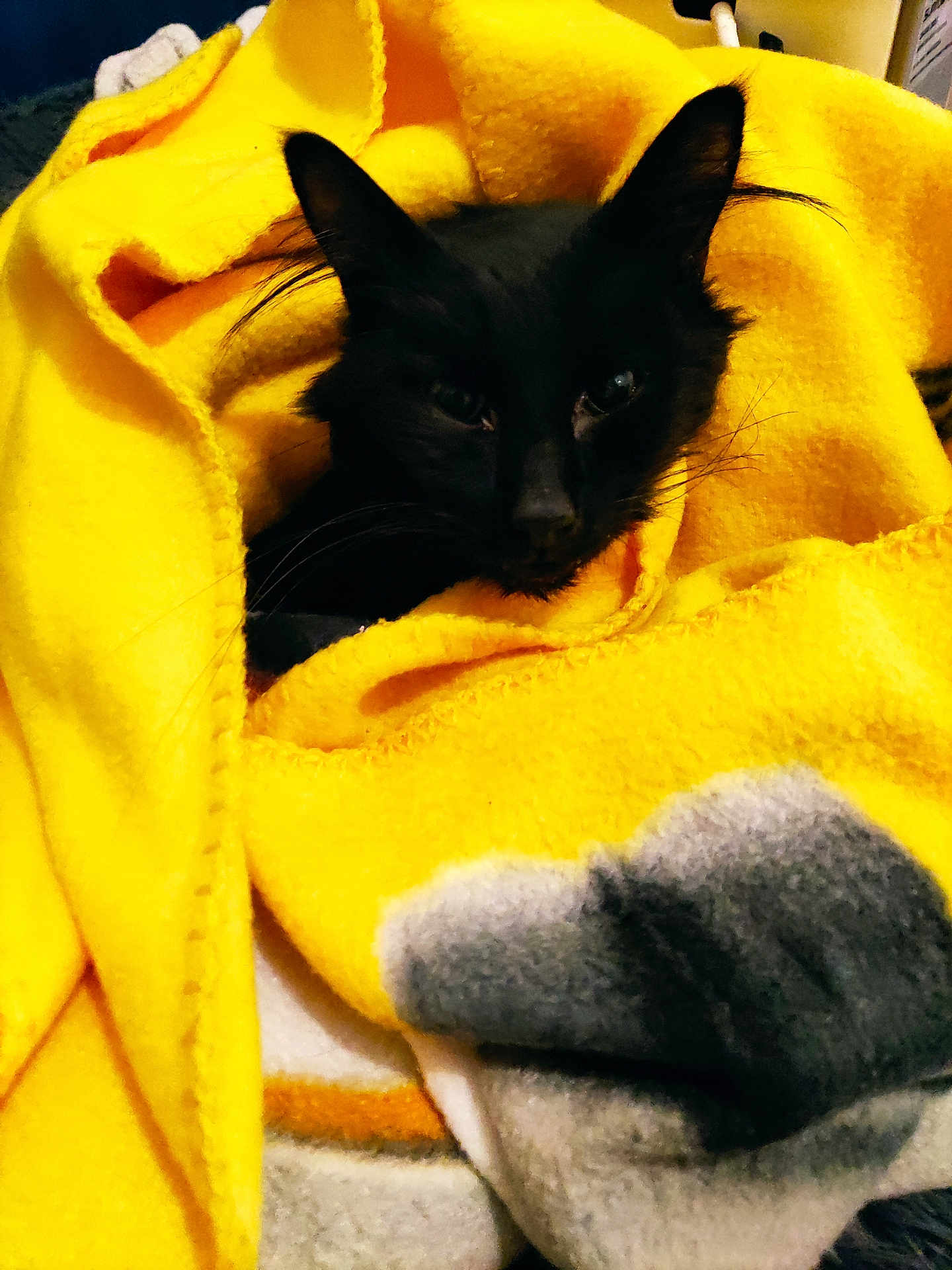 Charlot a rejoint le concours — aidez-le/la à gagner de superbes lots ! black_cat, cat, pet, animal, blanket, yellow_blanket, cozy, indoor, fur, whiskers, cute, resting, domestic_cat, warmth, soft_texture, folded_blanket, relaxation, feline, snuggled, comfort