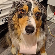 U.s.a a rejoint le concours — aidez-le/la à gagner de superbes lots ! dog, australian_shepherd, pet, indoor, floor, toilet_paper, fur, brown_eyes, white_paws, snout, ears, nose, bed, blanket, pattern, wooden_floor, sitting, closeup, animal, cute