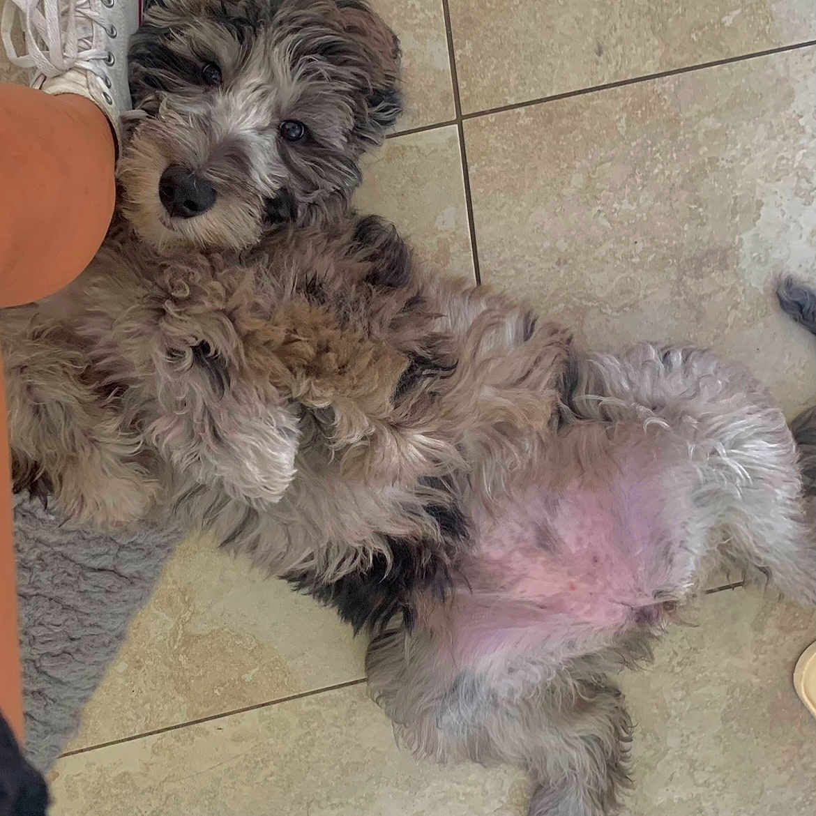 Bailey is registered to the contest to win money with this photo: animal, ankle, canine, clothing, dog, footwear, indoors, interiordesign, person, pet, poodle, puppy, racket, runningshoe, shoe, sitting, sneaker, sport, tennis, tennisracket