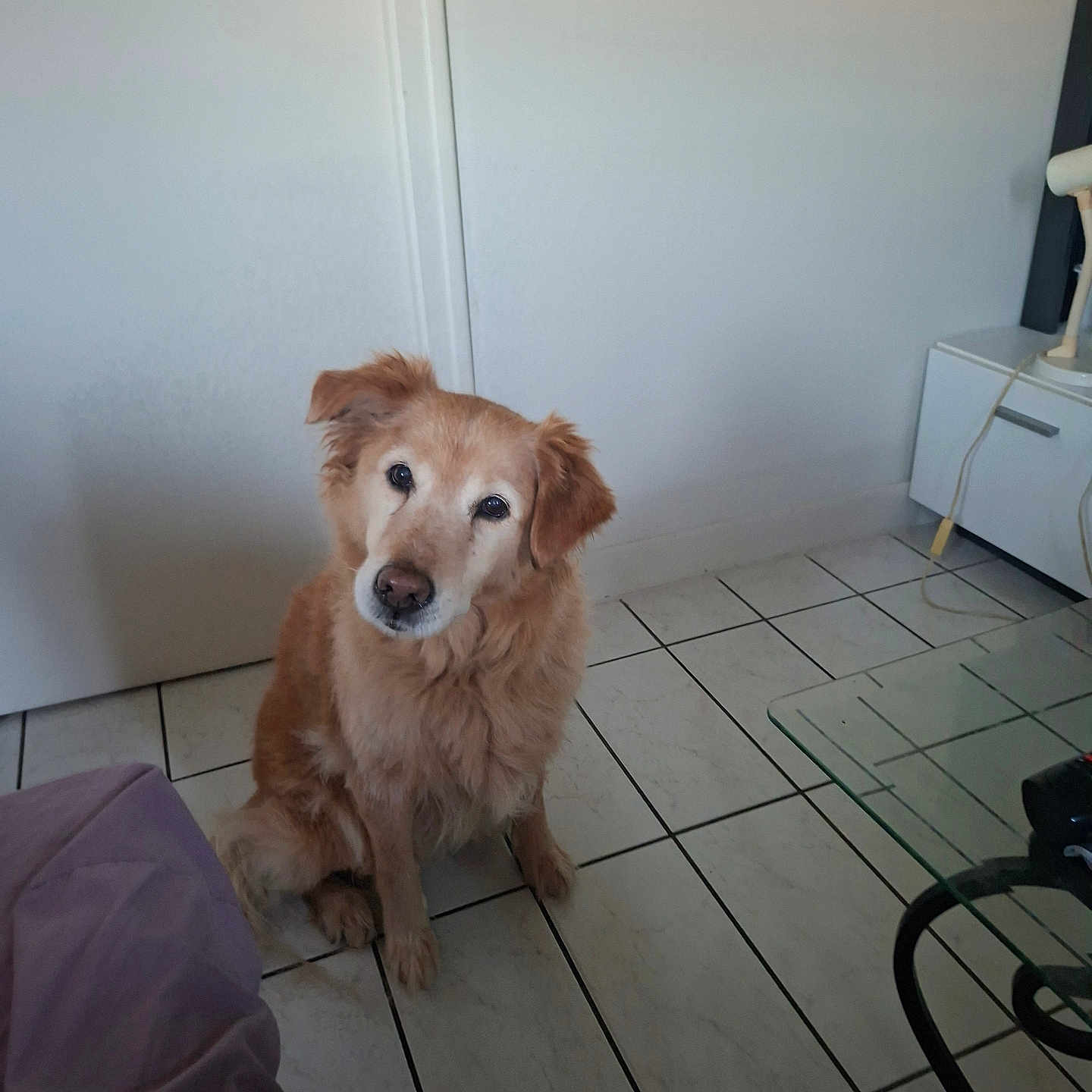 Celtikna a rejoint le concours — aidez-le/la à gagner de superbes lots ! animal, canine, companion, curious, dog, domestic, ears, floor, fur, golden_retriever, household, indoor, looking_up, mammal, pet, sitting, snout, tail, tile, whiskers