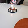 Zelda participe au concours pour gagner de l'argent avec cette photo : bib, birthday, black_clothing, bowl, candle, cat, celebration, curious, door, feline, festive, gray_cat, hat, holding, indoor, number_one_candle, person, pet, plant, table