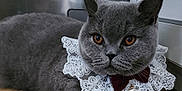 Zelda a rejoint le concours — aidez-le/la à gagner de superbes lots ! adorable, animal, bow, cat, closeup, cute, domestic_animal, ears, eyes, feline, floor, fluffy, gray_cat, indoor, lace_collar, pearl, pet, portrait, resting, whiskers