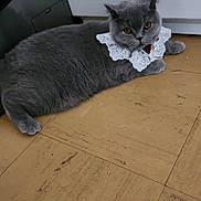 Zelda participe au concours pour gagner de l'argent avec cette photo : animal, cat, collar, cute, domestic_cat, ears, feline, floor, fur, gray_cat, household, indoor, lace_collar, lazy, mammal, orange_eyes, pet, relaxed, resting, whiskers