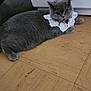 animal, cat, collar, cute, domestic_cat, ears, feline, floor, fur, gray_cat, household, indoor, lace_collar, lazy, mammal, orange_eyes, pet, relaxed, resting, whiskers