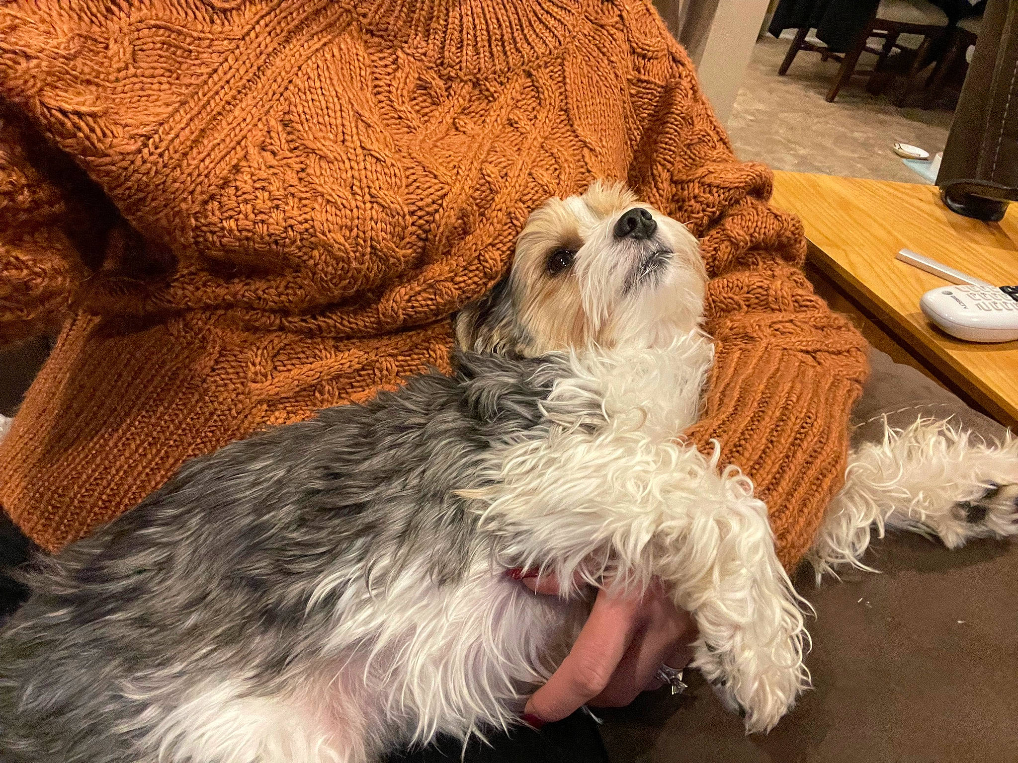 Bandit is registered to the contest to win money with this photo: canidae, carnivore, comfort, companion_dog, dog, dog_breed, dog_clothes, dog_supply, fawn, fur, labradoodle, maltepoo, plate, puppy_love, small_terrier, snout, sporting_group, tableware, terrier, toy_dog