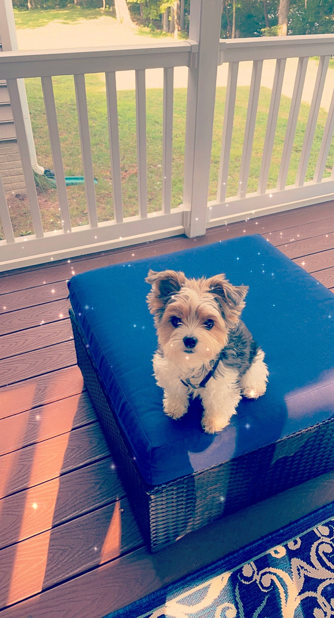 Bandit is registered to the contest to win money with this photo: canidae, carnivore, collar, companion_dog, dog, dog_breed, dog_clothes, dog_supply, electric_blue, fawn, fence, flooring, pet_supply, small_terrier, snout, sporting_group, terrier, toy, toy_dog, working_animal