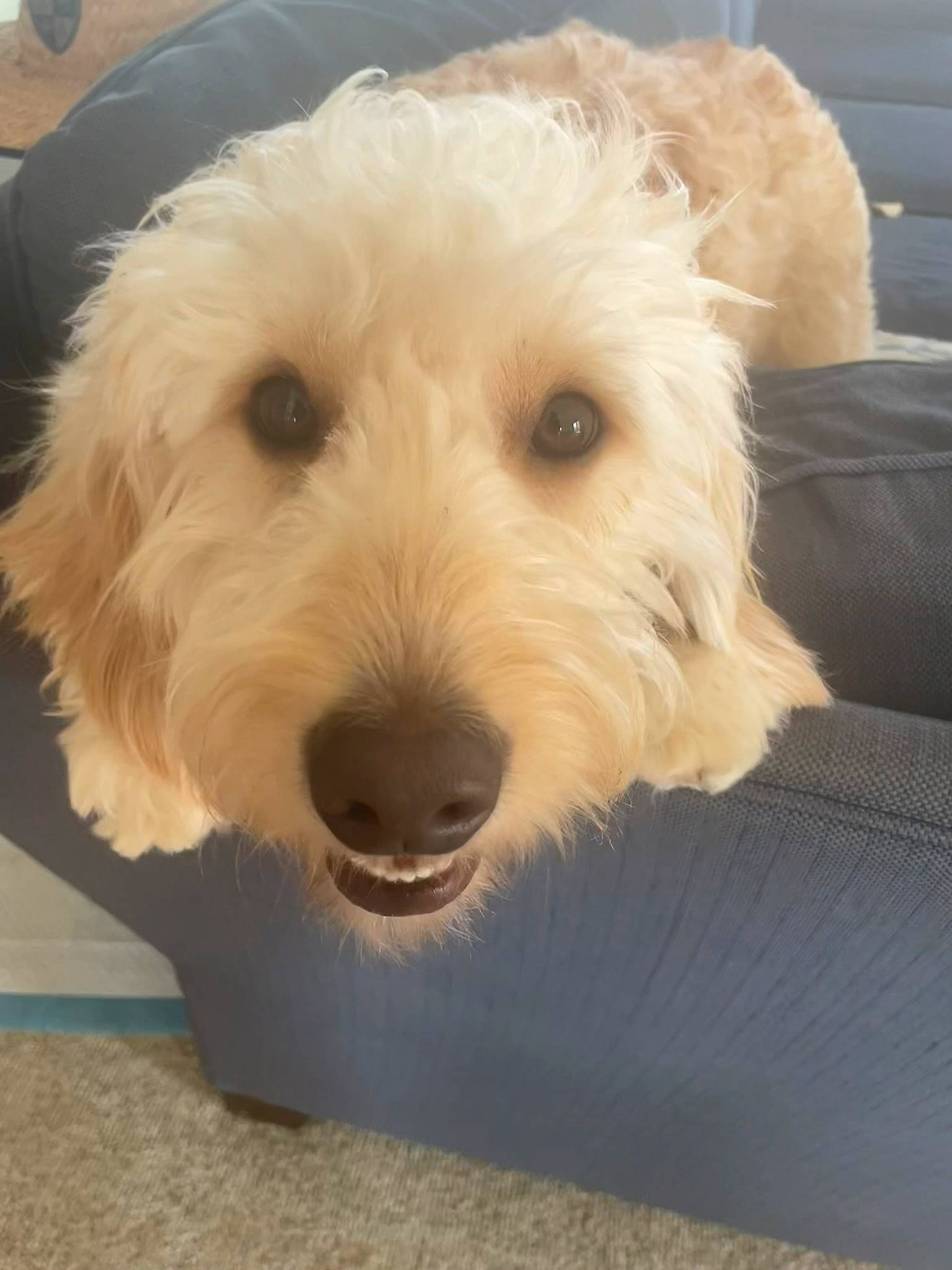 Kash joined the competition — help win amazing prizes! canidae, carnivore, companion_dog, dog, dog_breed, flooring, fur, labradoodle, maltepoo, non_sporting_group, small_terrier, snout, sporting_group, terrier, toy_dog, water_dog, working_animal