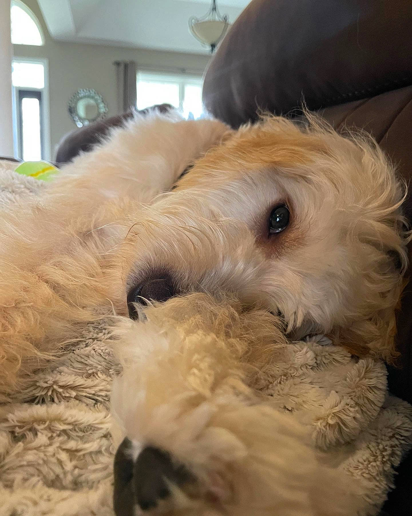 Kash is registered to the contest to win money with this photo: airedale_terrier, canidae, carnivore, comfort, companion_dog, dog, dog_breed, fawn, fur, labradoodle, maltepoo, puppy_love, small_terrier, snout, sporting_group, terrier, toy_dog, welsh_terrier, window, working_animal