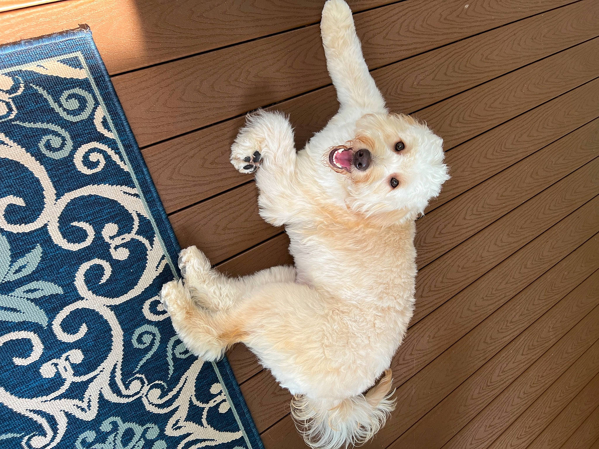 Kash is registered to the contest to win money with this photo: canidae, carnivore, companion_dog, couch, dog, dog_breed, fawn, flooring, fur, hardwood, head, pattern, paw, plant, sporting_group, tail, toy_dog, whiskers, wood, working_animal