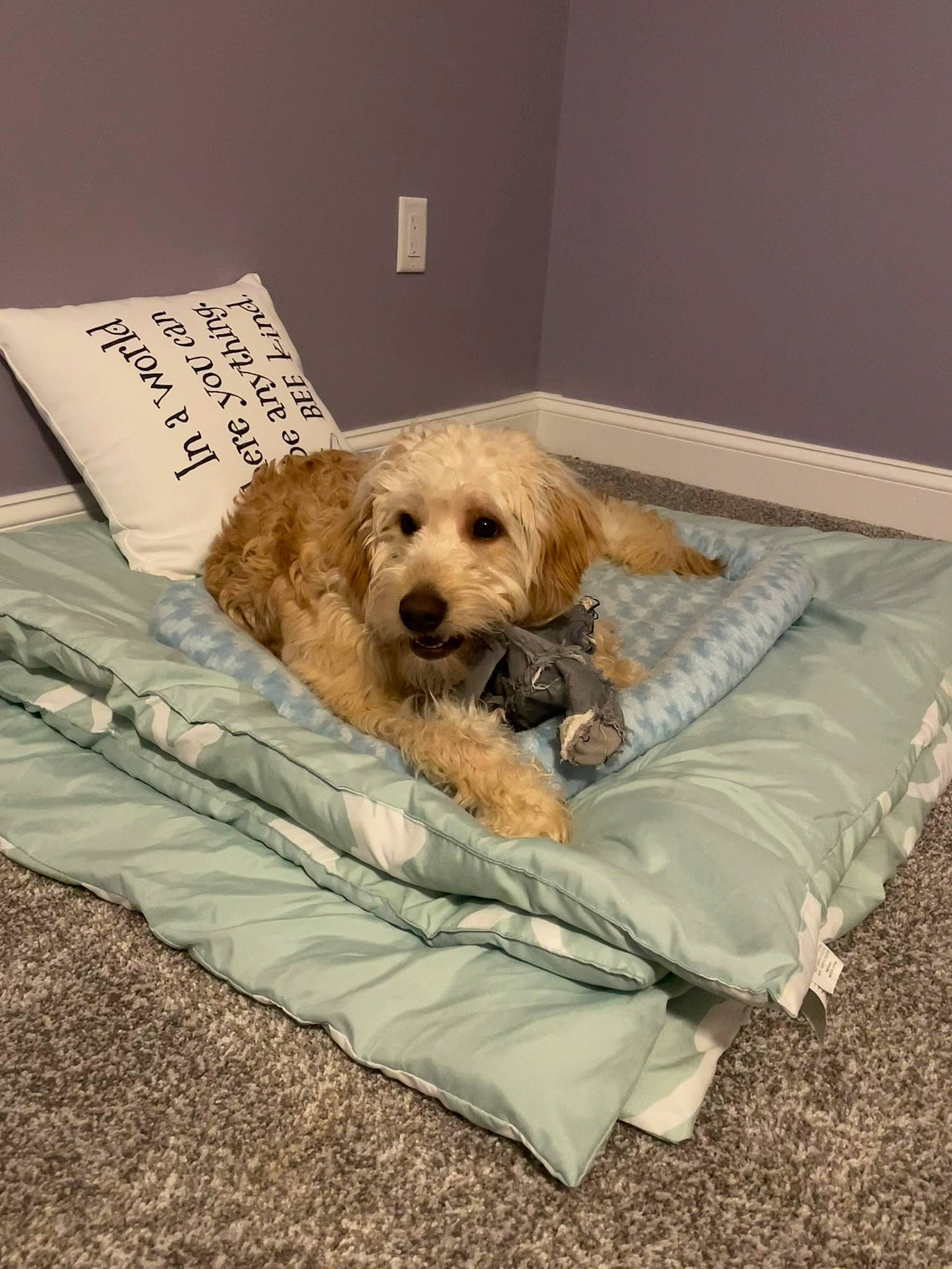 Kash is registered to the contest to win money with this photo: canidae, carnivore, chair, comfort, companion_dog, couch, dog, dog_breed, dog_supply, fawn, fur, labradoodle, linens, pet_supply, pillow, room, small_terrier, terrier, toy_dog, yorkipoo